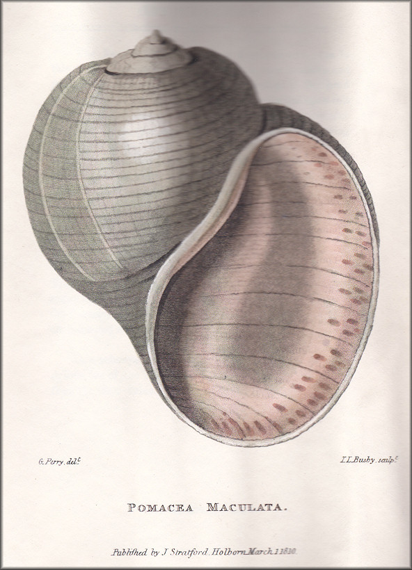 Pomacea maculata G. Perry, 1810 Type Figure