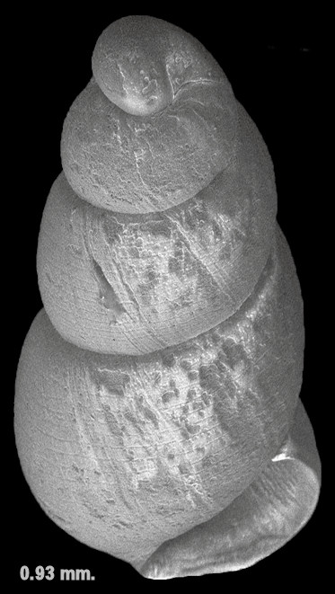 Rissopsetia microcharia (Dall, 1892) Fossil