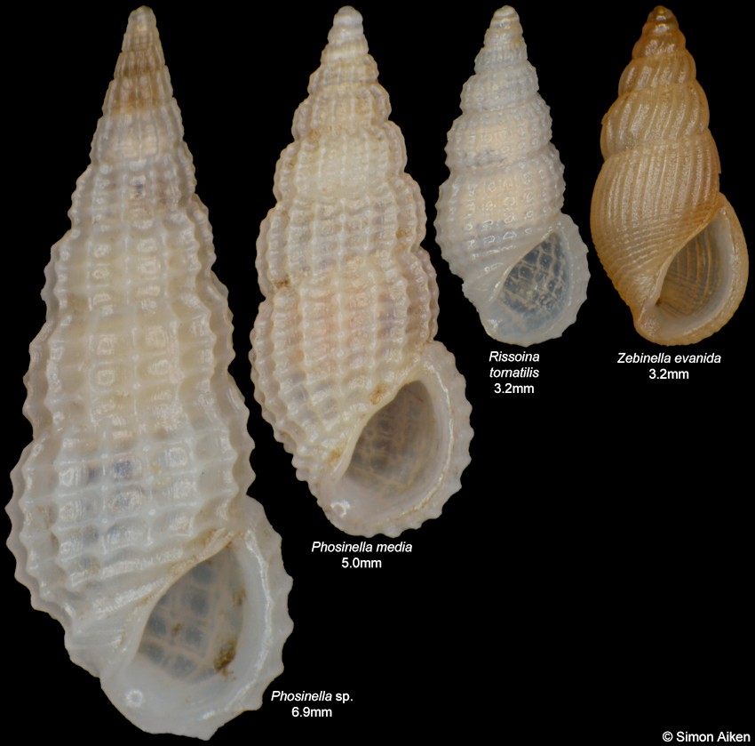Phosinella species (left specimen below)