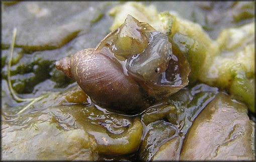 Pseudosuccinea columella (Say, 1817) Mimic Lymnaea