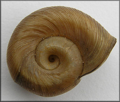 Planorbella pilsbryi (F. C. Baker, 1926) File Rams-horn