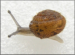Stenotrema pilula (Pilsbry, 1900) Pygmy Slitmouth Juvenile