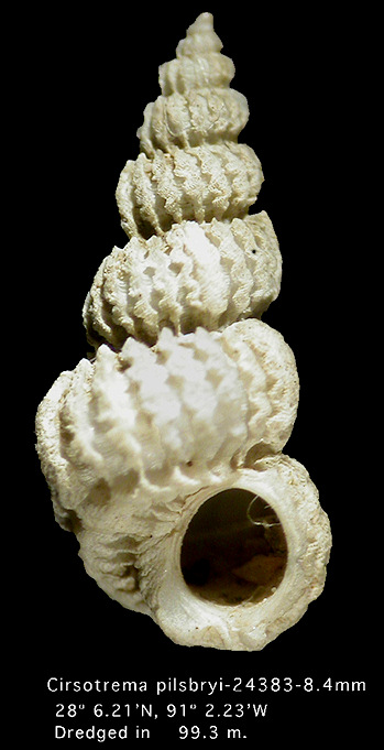 Cirsotrema pilsbryi (McGinty, 1940)