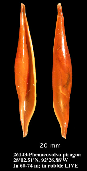 Phenacovolva piragua (Dall, 1889)