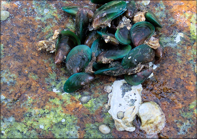 Perna viridis (Linnaeus, 1758) Asian Green Mussel