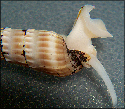 Neoterebra dislocata (Say, 1822) Eastern Auger