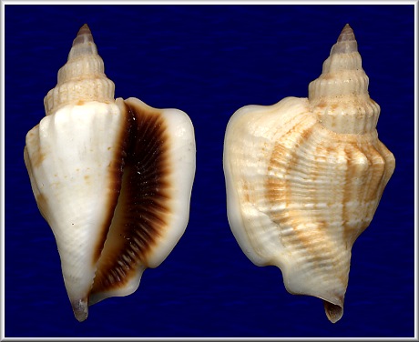 Dolomena pulchella (Reeve, 1851)