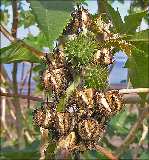 Castor Bean [Ricinus communis] Fruit