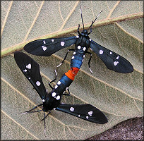 Oleander Moth [Syntomeida epilais] Mating