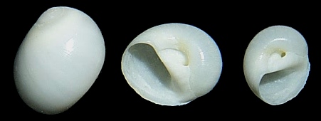 Polinices uberinus (d’Orbigny, 1842) White Moonsnail