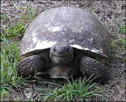 Gopher Tortoise [Gopherus polyphemus]