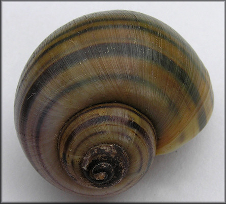 Pomacea lineata (Spix, 1827)