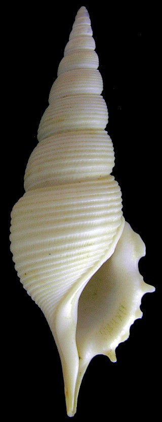 Rimellopsis powisii (Petit de la Saussaye, 1840)