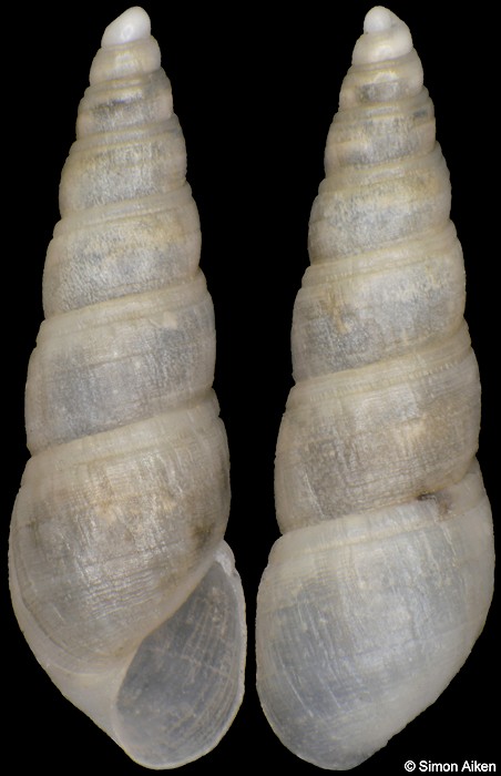 Polyspirella cf. pellucida (G. B. Sowerby III, 1897)