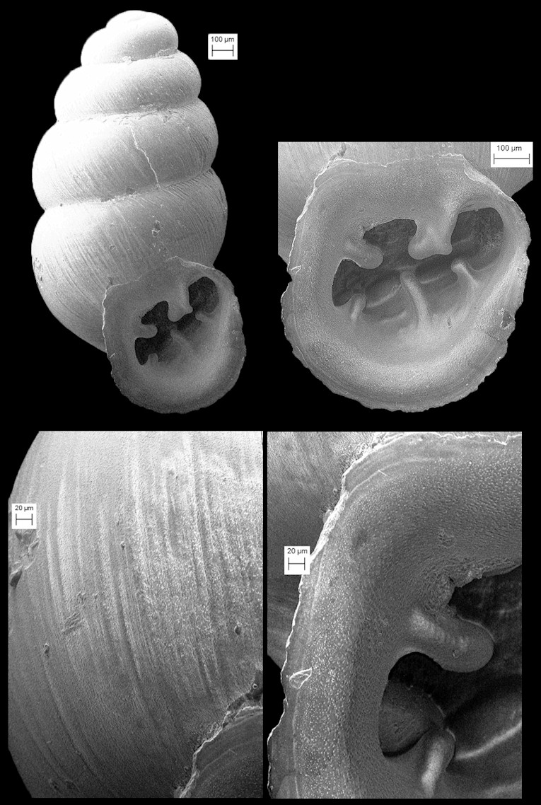 Scanning Electron Micrographs (SEM) Of Fossil Gastrocopta