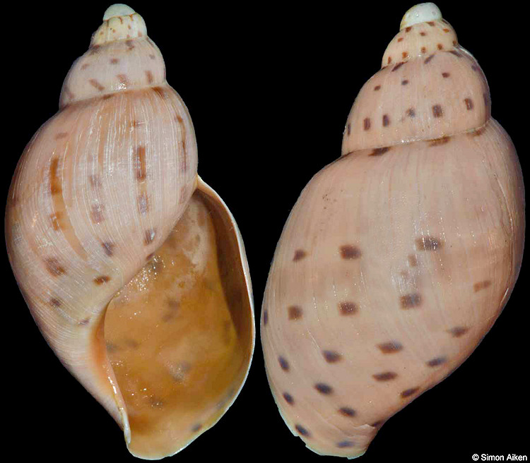 Ampulla priamus (Gmelin, 1791)