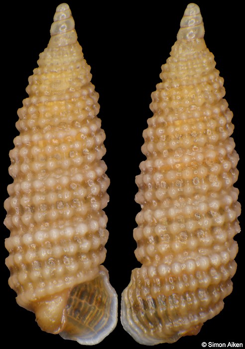 Clathropsis pinedai Cecalupo and Perugia, 2013