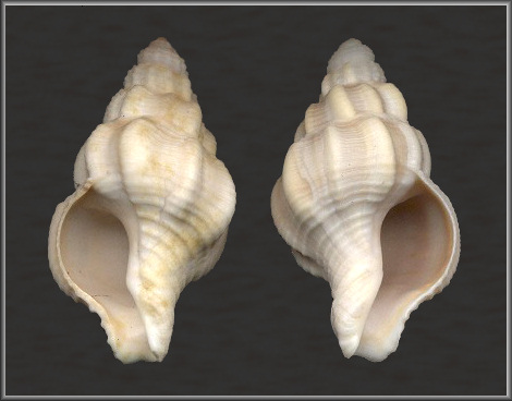 Sinistral Pseudoneptunea varicosa (Gmelin, 1791)
