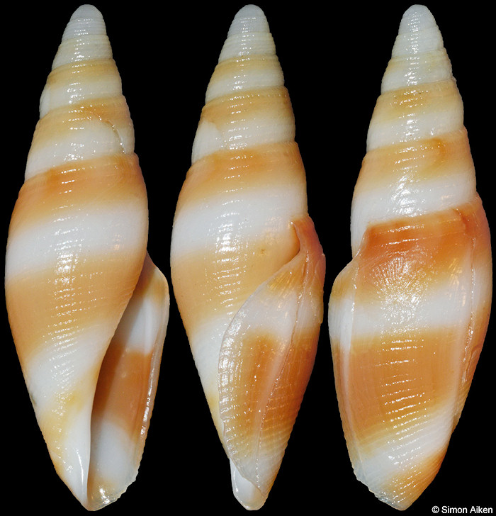 Benthofascis pseudobiconica Tucker, Tenorio and Stahlschmidt, 2011