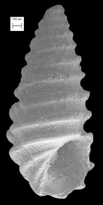 Pseudocilla exarata (Carpenter, 1857)