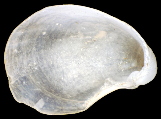 Aplysia parvula Mrch, 1863 Pygmy Seahare Intrnal Shell