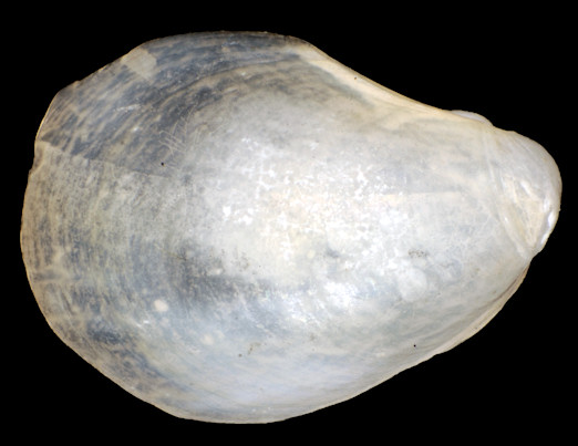 Aplysia parvula Mrch, 1863 Pygmy Seahare Intrnal Shell