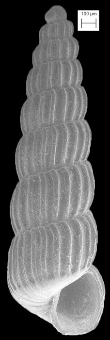 Turbonilla (Chemnitzia) species 679 of Redfern (2013) 