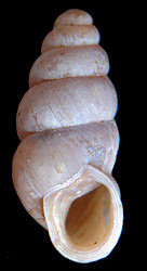 Pupoides albilabris (C.B. Adams, 1841) White-lip Dagger