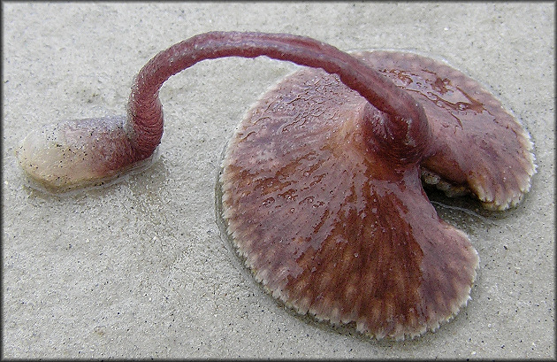 Renilla reniformis "Sea Pansy" Detailed Ventral Image