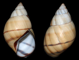 Orthalicus floridensis Pilsbry, 1891 Banded Tree Snail