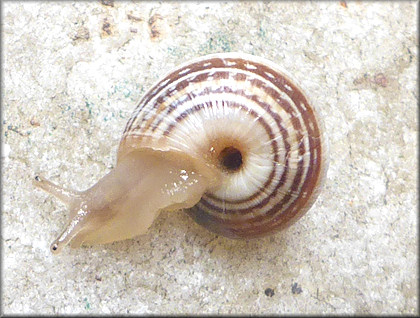 Cernuella species (probably C. virgata Maritime Gardensnail)