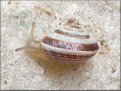 Cernuella species (probably C. virgata Maritime Gardensnail)
