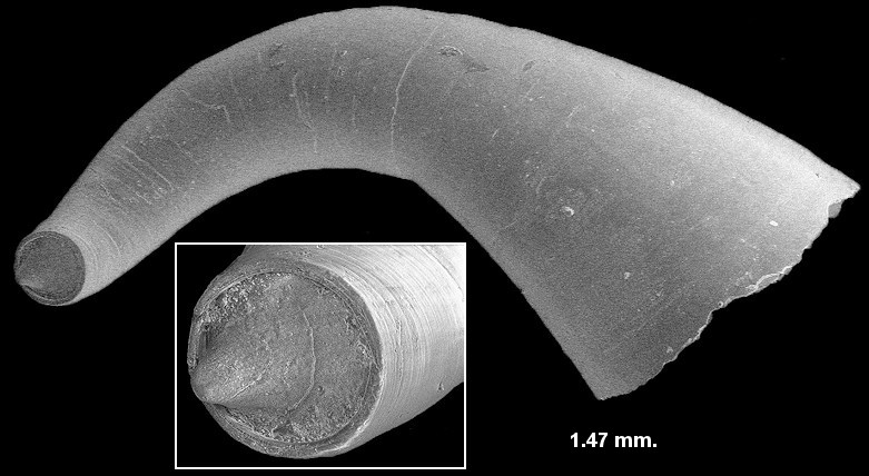 Scanning Electron Micrographs (SEM) of fossil Meioceras from the Lower Pinecrest beds