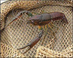 Unidentified Crayfish Species - Possibly Procambarus fallax