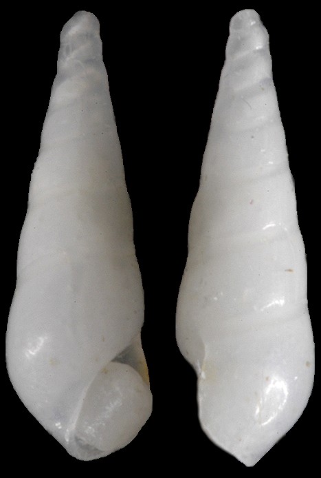 Eulimostraca species B of Redfern (2013: 115, no. 322)