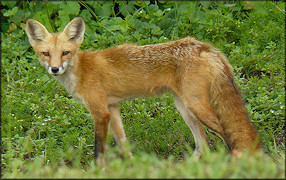 Red Fox [Vulpes vulpes]