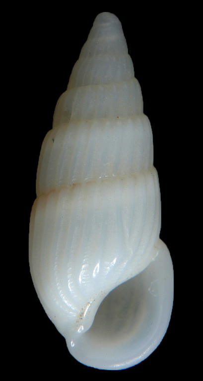 Rissoina fortis (C. B. Adams, 1852)
