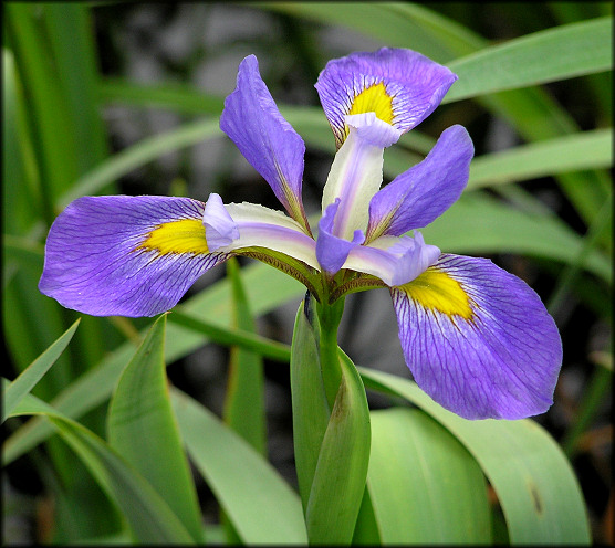 Blue Flag [Iris virginica]