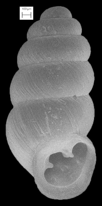Gastrocopta riparia Pilsbry, 1916 Gulf Coast Snaggletooth 