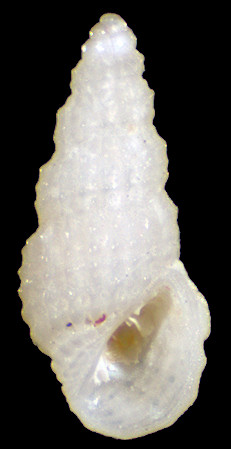 Phosinella digera (Laseron, 1956)