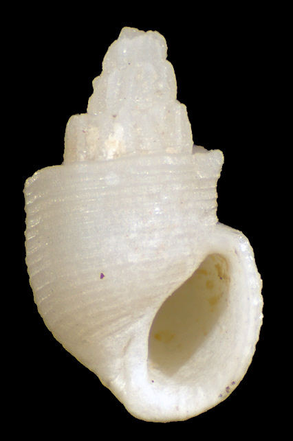 Tomlinella insignis (A. Adams and Reeve, 1850)