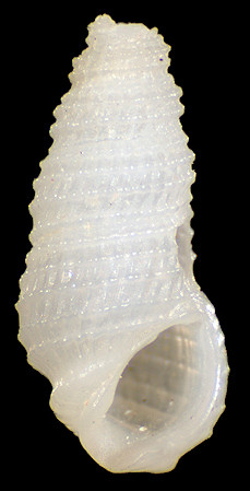 Phosinella sp. cf. P. sumatrensis (Thiele, 1925)