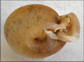 Daedalochila uvulifera striata (Pilsbry, 1940) 