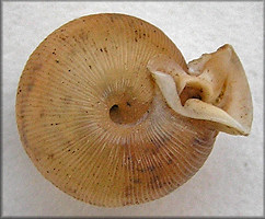 Daedalochila uvulifera striata (Pilsbry, 1940) 