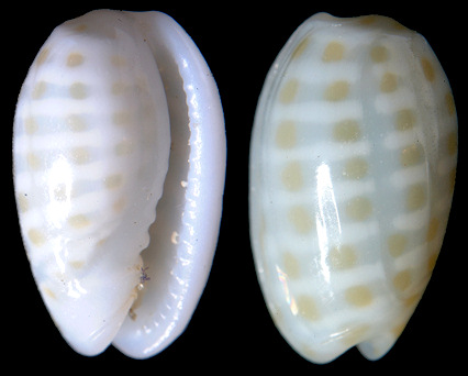 Persicula chrysomelina (Redfield, 1848)