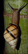 Orthalicus floridensis Pilsbry, 1891 Banded Tree Snail 