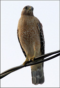 Red-shouldered Hawk [Buteo lineatus]
