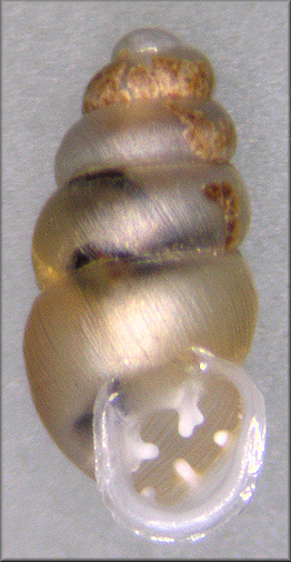 Gastrocopta rupicola (Say, 1821) Tapered Snaggletooth