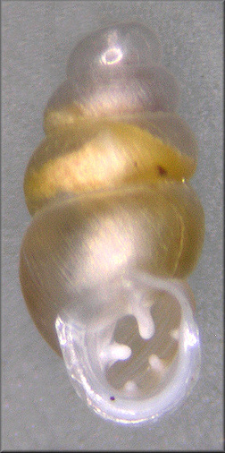Gastrocopta rupicola (Say, 1821) Tapered Snaggletooth