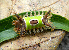 Saddleback Caterpillar Moth [Acharia stimulea] Larva